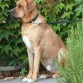 http://listadoderazasdeperrosygatos.blogspot.com/2015/02/raza-rhodesian-ridgeback.html